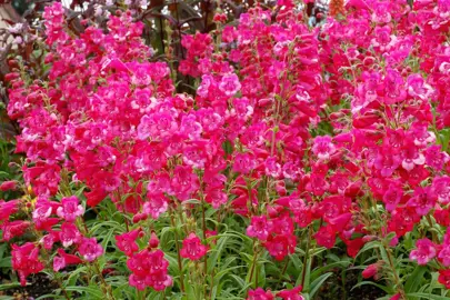 penstemon-cha-cha-pink-