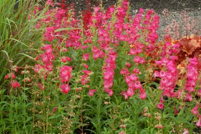 penstemon-cha-cha-pink-2