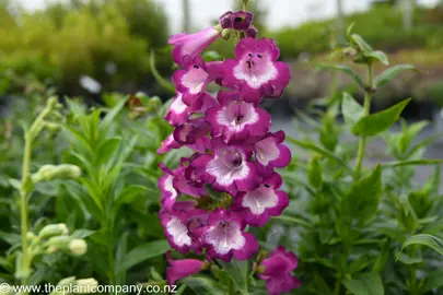 penstemon-grape-taffey--2