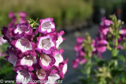 penstemon-grape-taffey-