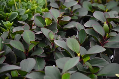 Peperomia clusiifolia plants with colourful foliage for sale at The Plant Company nursery.
