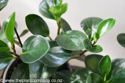 peperomia-jade-