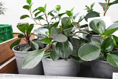 peperomia-jade-1