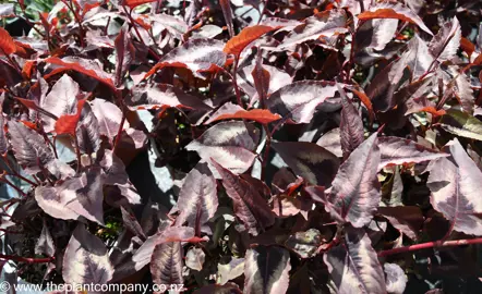 persicaria-microcephala-red-dragon--1