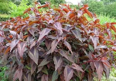 persicaria-microcephala-red-dragon--3