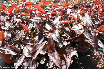 persicaria-microcephala-red-dragon-