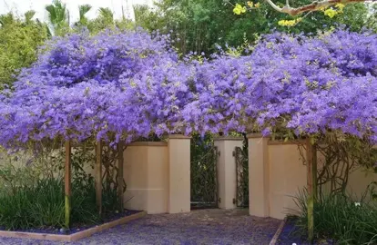 petrea-volubilis--1