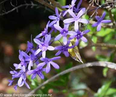 Petrea volubilis purple flowers.