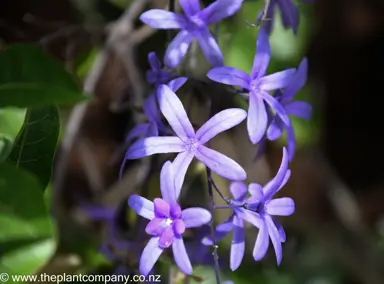 Purple flowers on Petrea volubilis.