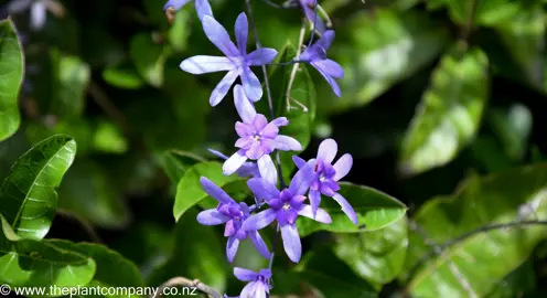 Purple flowers on Petrea volubilis with green foliage.