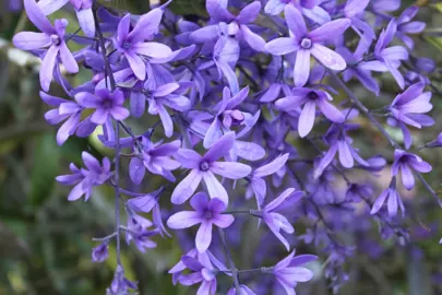 petrea-volubilis-