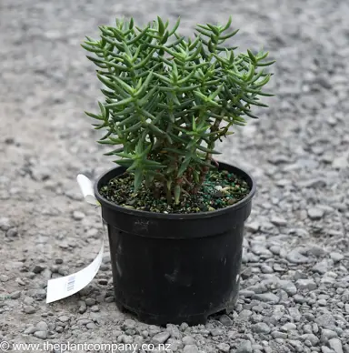 Petrosedum sediforme plant for sale at The Plant Company nursery.