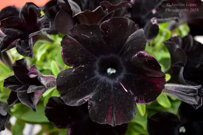 Petunia 'Black Velvet' plant with stunning black flowers.