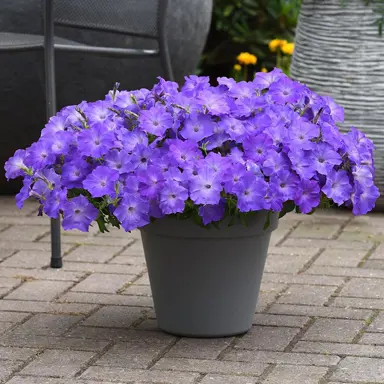 Petunia 'Easy Wave Lavender' plant with stunning, purple flowers.
