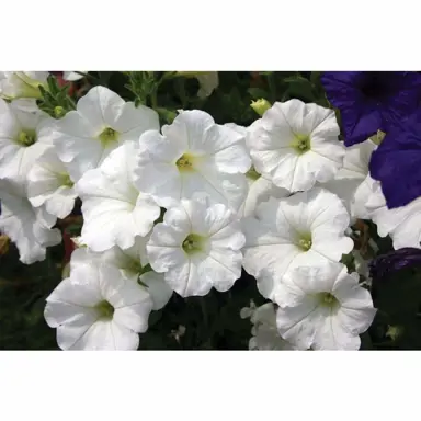 Petunia 'Easy Wave White' plant with stunning white flowers.