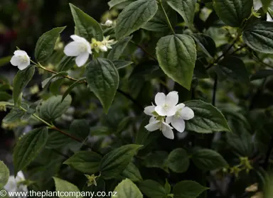 philadelphus-coronarius--2