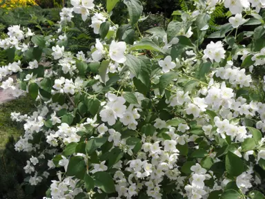 philadelphus-coronarius--3