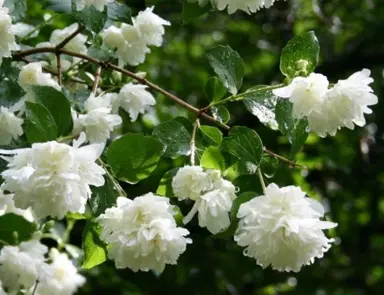 philadelphus-virginalis--1