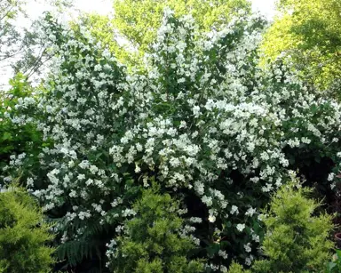 philadelphus-virginalis--2