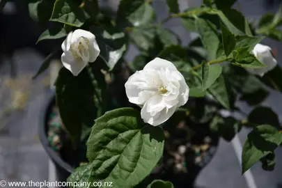 philadelphus-virginalis-