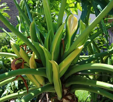A large Philodendron bipinnatifidum plant with a showy, yellow flower.