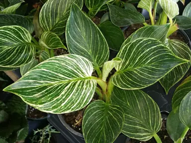 A Philodendron 'Birkin' plant for sale at The Plant Company nursery with exceptional variegated foliage.