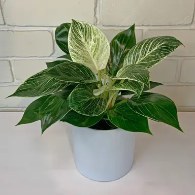 philodendron-birkin-