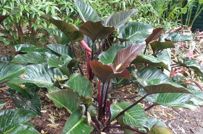 A large Philodendron 'Rojo Congo' plant with lush, dark green and purple leaves growing in a tropical garden.