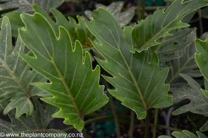 philodendron-xanadu--1