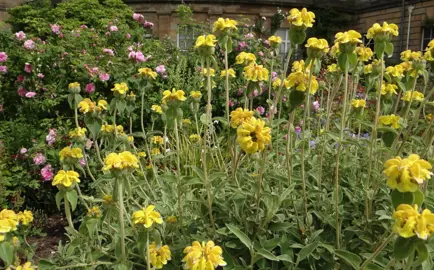 Phlomis fruticosa plant in a cottage garden featuring green-grey foliage and yellow flowers.