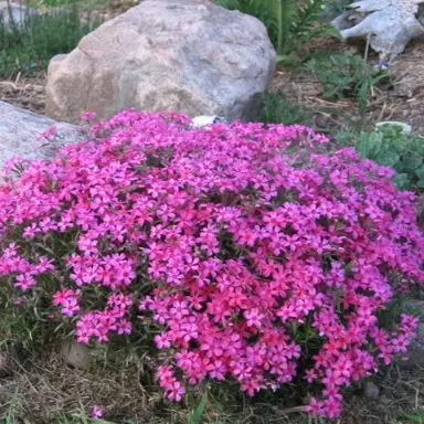 Phlox 'Daniel' plant covered in pink flowers.