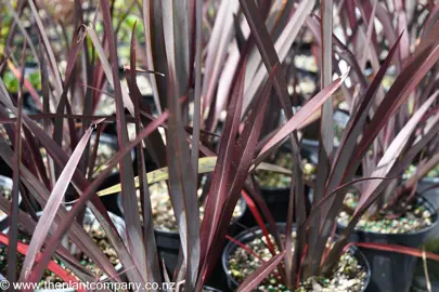 phormium-anna-red--3