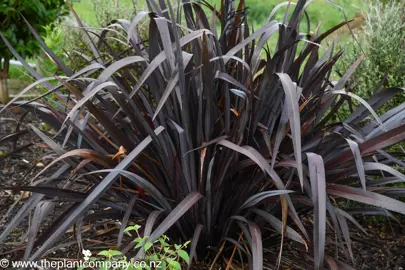 Large Black Rage Phormium in a garden with black foliage.