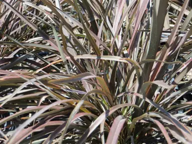 phormium-bronze-baby-