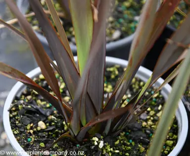 phormium-chocolate-chip--1