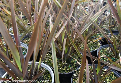 phormium-chocolate-chip-