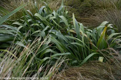 Phormium cookianum in a native mixed planting.