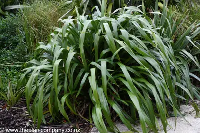 A stunning Phormium cookianum plant with cascading green foliage in a NZ native planting.