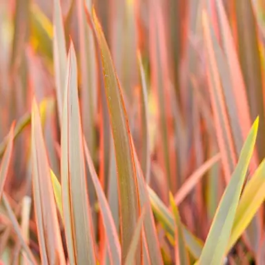 phormium-rainbow-queen-1