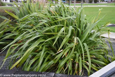 Phormium cookianum flax with lush, green leaves in a native garden.