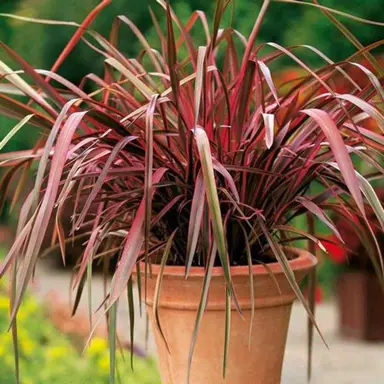 phormium-crimson-and-clover-