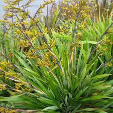 Green Dwarf flax plant with yellow flowers.