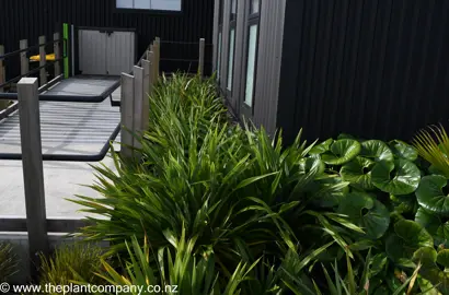 Phormium 'Emerald Gem' plants with lush green foliage bordering a path.