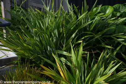 Phormium 'Emerald Gem' in a native garden.