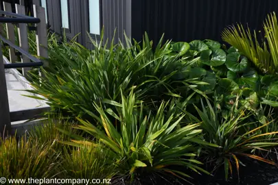 Phormium 'Emerald Green' plants in a mixed planting.