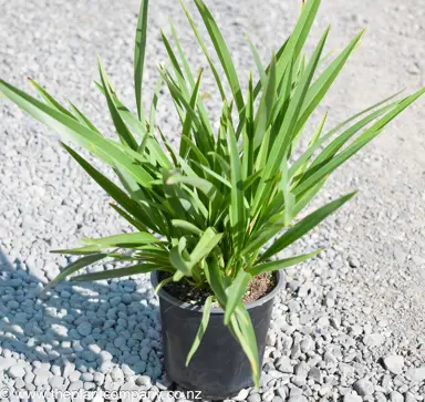 Phormium 'Emerald Green' plant for sale at The Plant Company nursery.