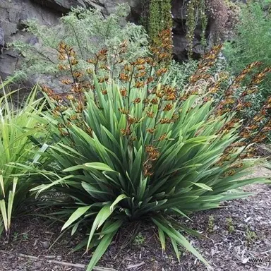 Phormium 'Emerald Green' plants.