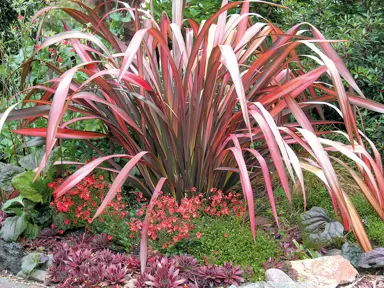 phormium-evening-glow--1