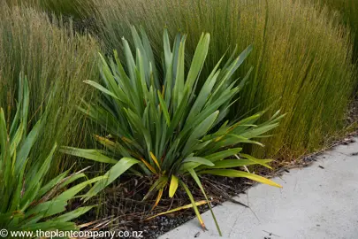 Phormium 'Green Dwarf' flax plant in a native garden with Oioi plants.