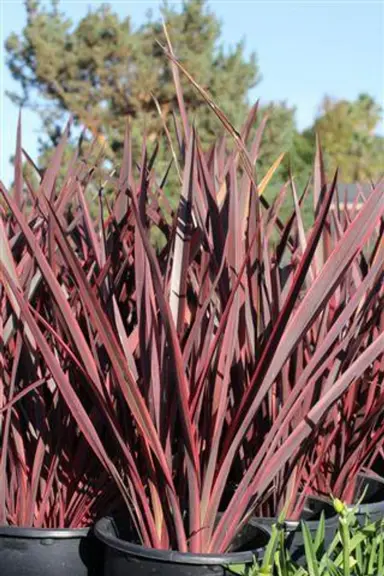 phormium-guardsman-